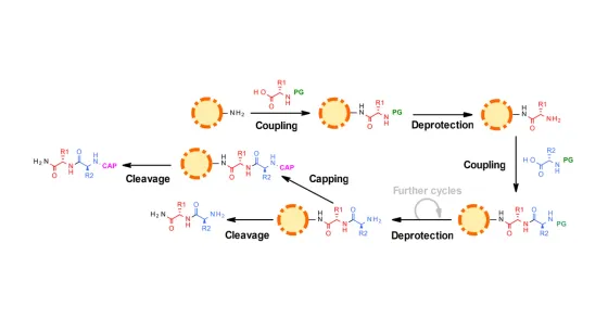 Struktur/Schema zum Beitrag „Festphasen-Peptidsynthese (SPPS): Wie Forschungspeptide entstehen“ (Peptidchemie & Qualität)